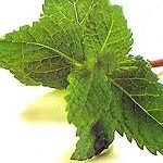 200x150hortela-tn