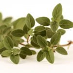 oregano-large