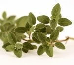 oregano-large-tn