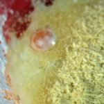 pao_de_queijo_massa_preparo-209×300