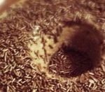 brigadeirao-hnc-300×132