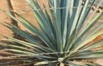 agave-238×96