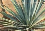agave-279×105