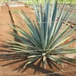 agave-300×225