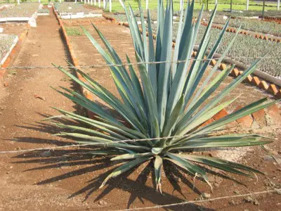 agave