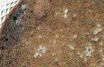 mousse-de-chocoalte_cima-238×96