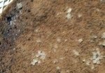 mousse-de-chocoalte_cima-279×105