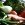 vegetables-594175_1280-25×25