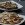 christmas-cookies-556957-25×25