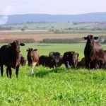 gado-angus