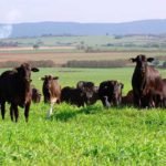 gado-angus-410×400