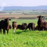 gado-angus-426×351