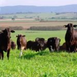 gado-angus-525×300