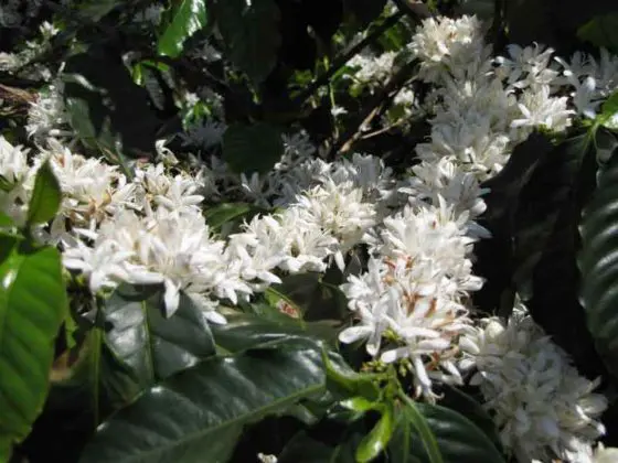 Florada Renascente Caf&eacute;